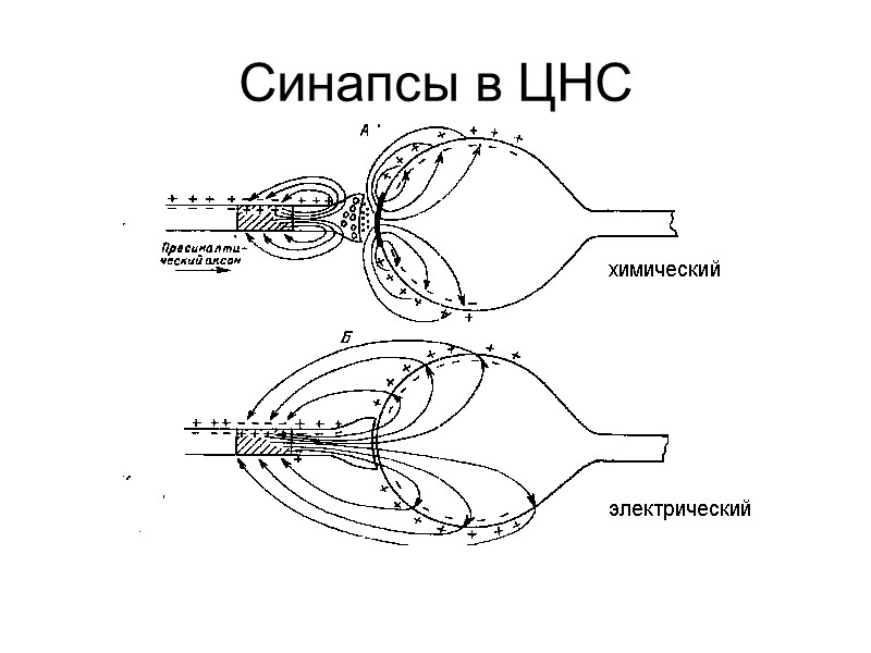 Синапсы в ЦНС химический электрический
